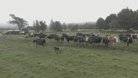 ternero recién nacido intenta seguir a su madre mientras las otras vacas observan sus movimientos torpes e inestables y su madre se aleja