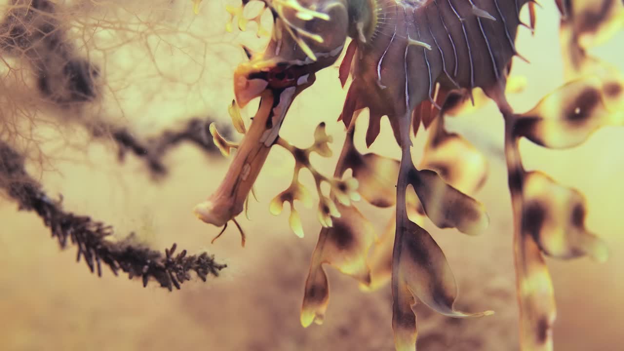 dragón de mar frondoso con huevos macro primeros planos 4k cámara lenta