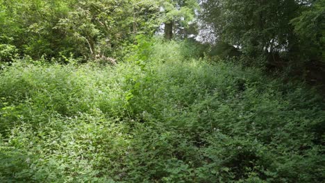 gimbal orbit around a hill with leaves and plants in the sunlight, slow motion