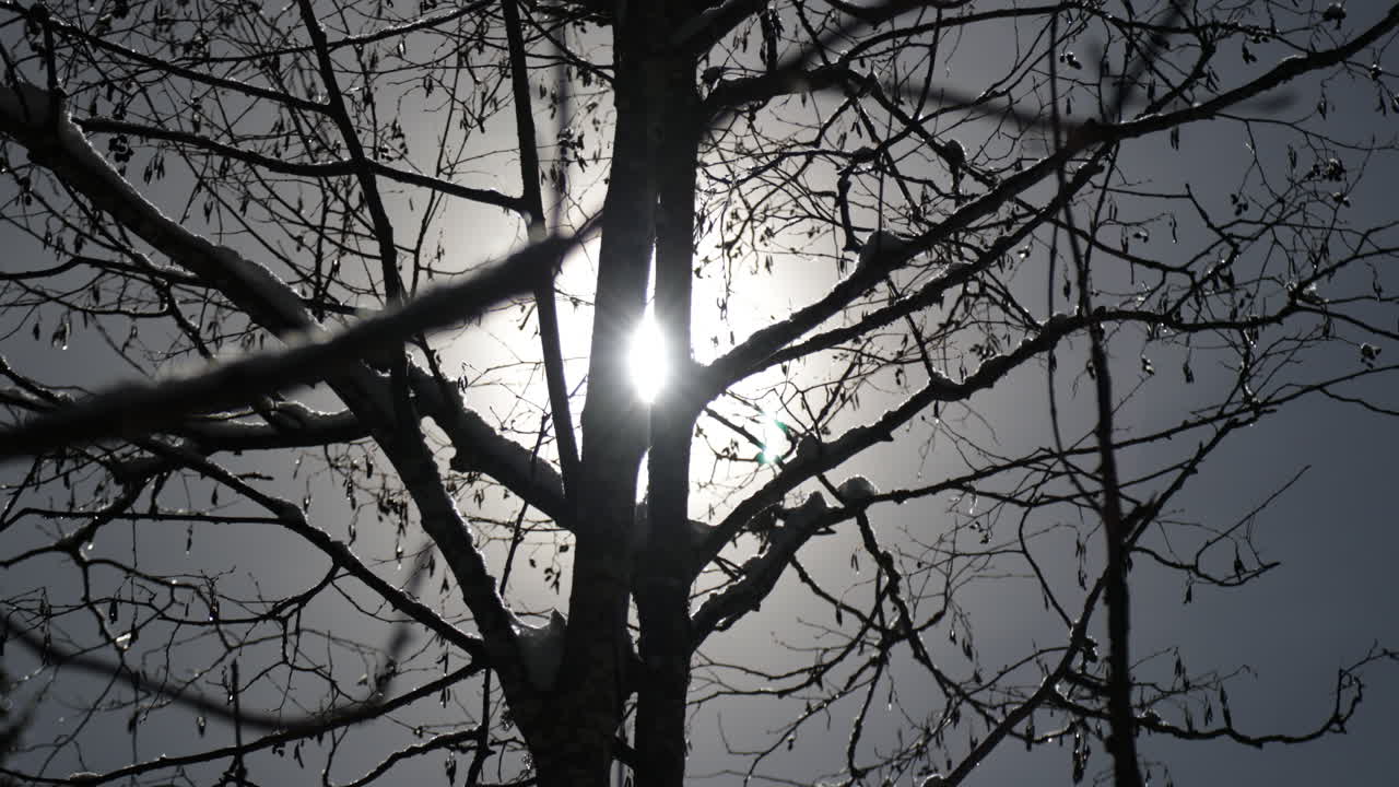 Against-the-sun shot in Gstaad, Switzerland, showing a frosted tree with icy branches, glowing sun flares, and sparkling snow crystals on a clear winter day