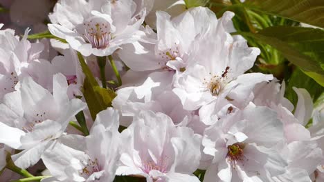 el prunus 'amanogawa es un cerezo ornamental vertical