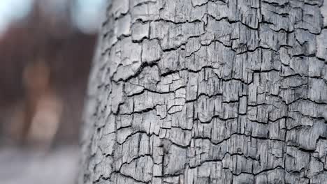 burnt tree trunk after a forest fire