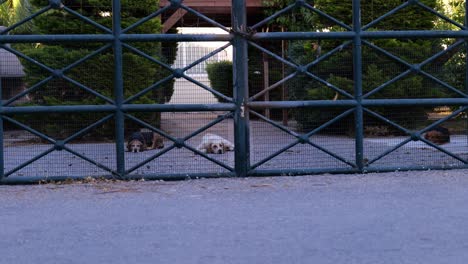 dogs lying on concrete ground viewed behind a steel fence