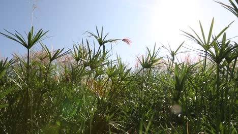 papyrus plants
in udonthani province, thailand