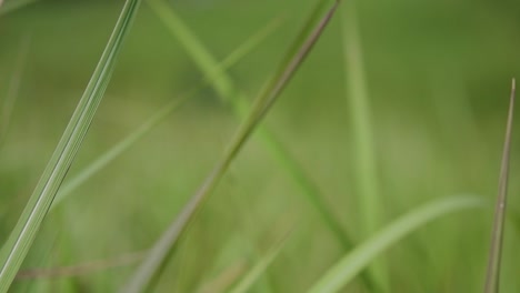 una hierba perenne originaria de asia tropical y subtropical y también introducida en varios países