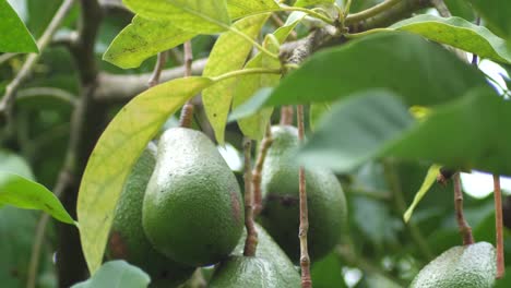 A-bunch-of-vibrant-and-green-avocados-are-growing-on-a-tree-looking-healthy-and-very-green-in-a-close-up-tilting-shot