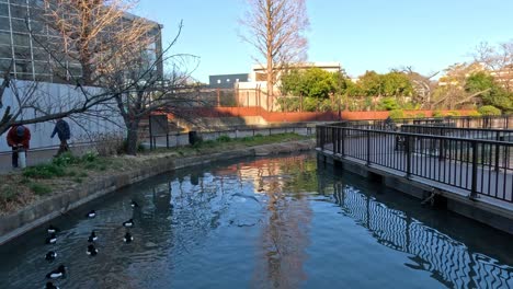 la gaviota se lanza en el aire sobre una vía fluvial serena.