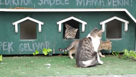 three cats playing near a cat shelter