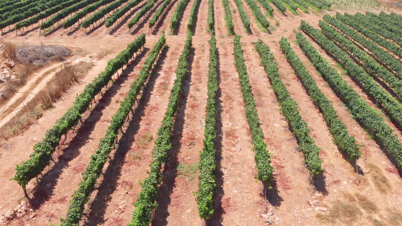 una vista aérea de un viñedo