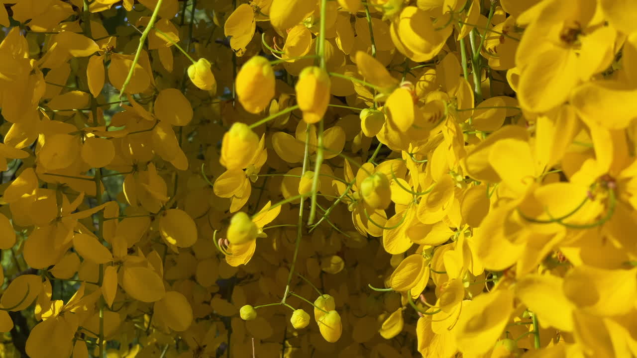 Golden shower tree yellow blossoms hanging in sunlight