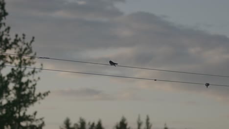 chickadee sits on a wire during golden hour