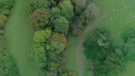 fields and trees and sheep meet a substantial road in the welsh countryside