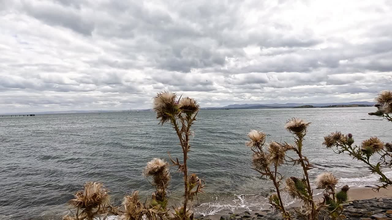 Thistles by the sea in Fife, Scotland