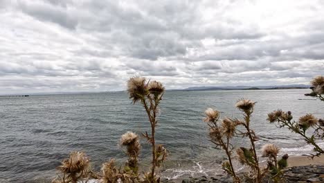 thistles by the sea in fife, scotland