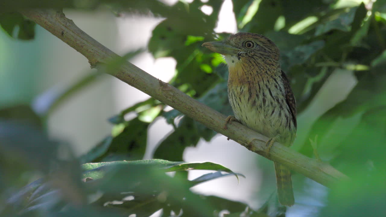 Perched tropical exotic jungle rainforest Striolated Puffbird bird big beak hunting in South America