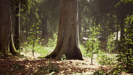 Dicker-Dunkler-Wald-Mit-Moos-Und-Durchscheinenden-Sonnenstrahlen