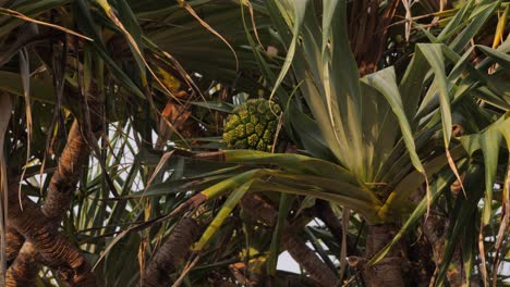 fruit of the pandanus on the palm tree in qld, australia - close up