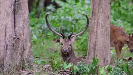 El-Ciervo-Del-Campo-Es-Una-Especie-En-Peligro-De-Extinción-Debido-A-La-Pérdida-De-Hábitat-Y-La-Caza