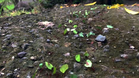 Leafcutter-ant-colony-carrying-pieces-in-a-line-in-Costa-Rica-jungle---close--up