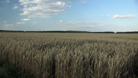 toma panorámica o panorámico del campo de trigo en la noche cerca de la cuaresma en baviera, alemania