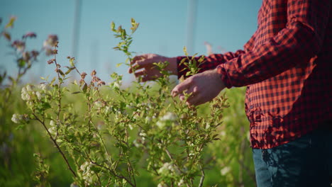 gardener checking blueberry tree close-up