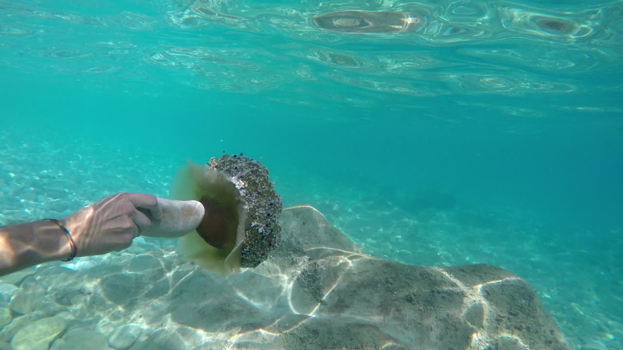 근접 계란 후라이 해파리 측면 방법