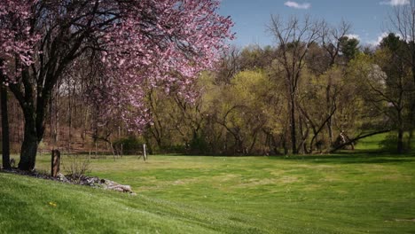 Falling-leaves-off-a-cherry-blossom-tree