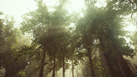 Strahlen-Brechenden-Sonnenlichts-In-Einem-Nebligen-Wald