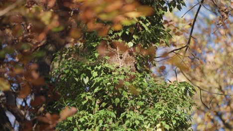 the weathered trunk of an ancient tree stands adorned with lush creeping ivy in the vibrant hues of autumn