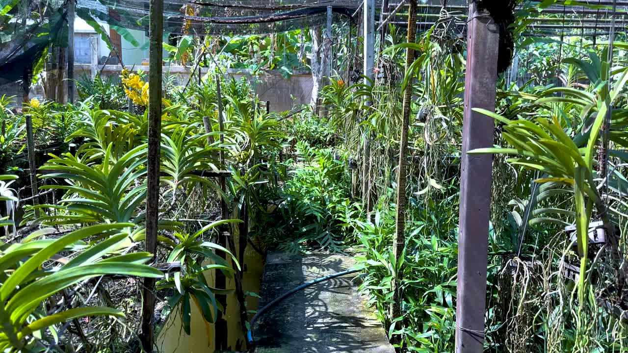 활기찬 방 정원에서 울창한 오키디