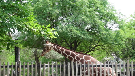 west african giraffe standing behind a fence eating on a sunny day