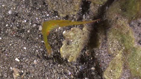 camarones aserrados ocelados sentados sobre algas en la noche