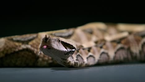 Víbora-De-Gabón-Deslizándose-Por-El-Suelo-Moviendo-La-Lengua---Estudio