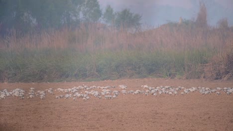 big flock of bar headed grazing