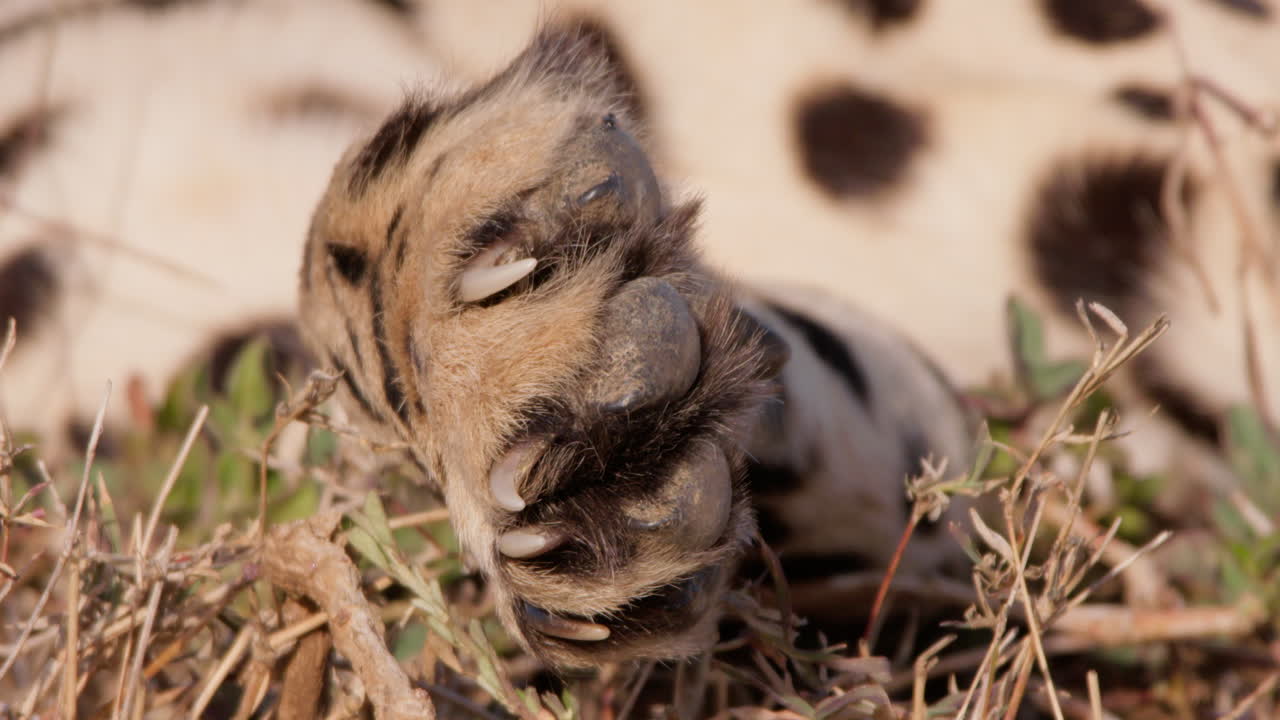 Extreme close up of a cheetah's paw as it rests