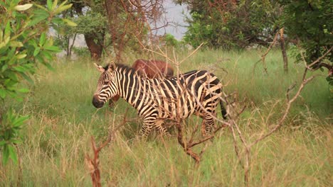 zebra walks across frame and reveal impala
