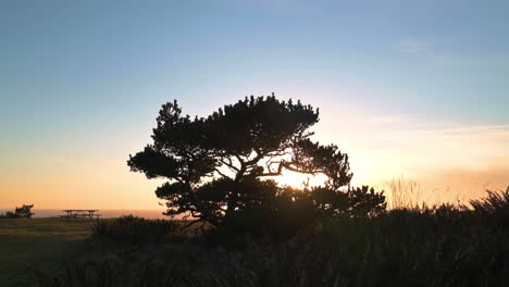 silhouette of a tree in the picnic area at cape blanco state park, oregon during sunset - static shot