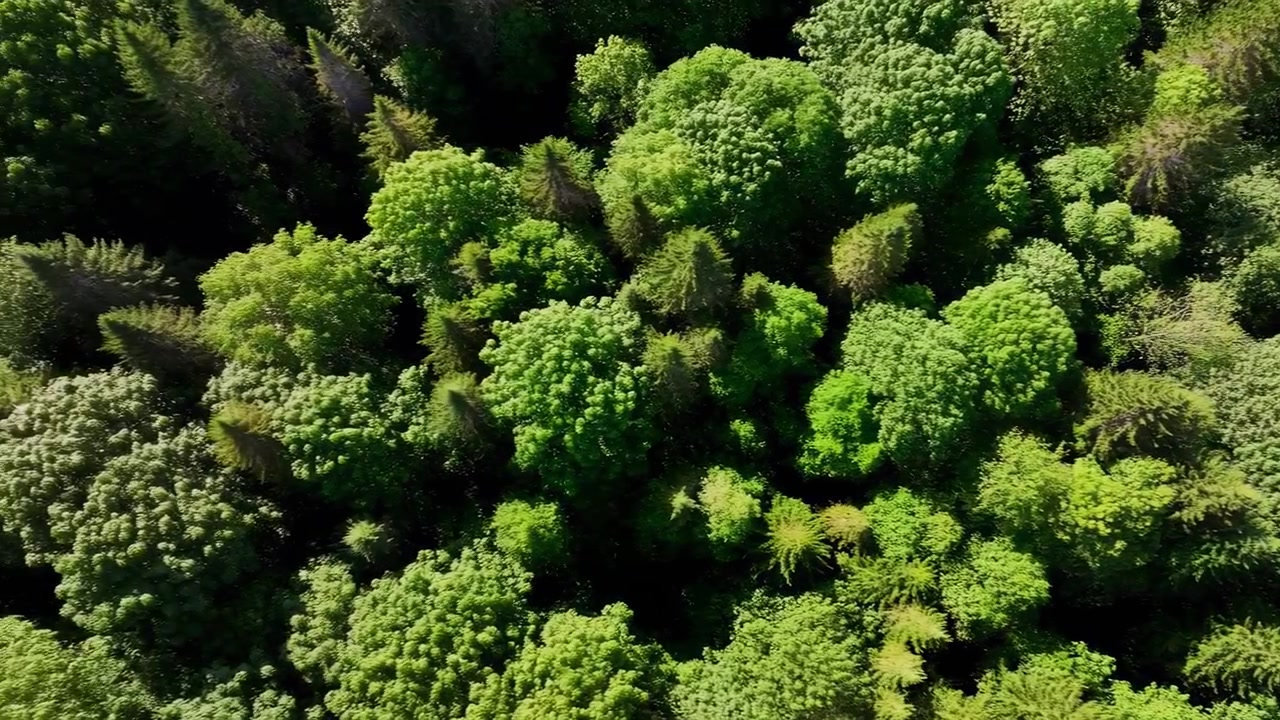 Vista Aerea, Lussureggiante Chioma Verde, Luce Solare Mattutina Che Filtra Tra Alberi Misti Decidui E Sempreverdi, Fogliame Denso
