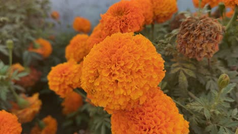 closeup of orange marigold flowers blooming in the garden