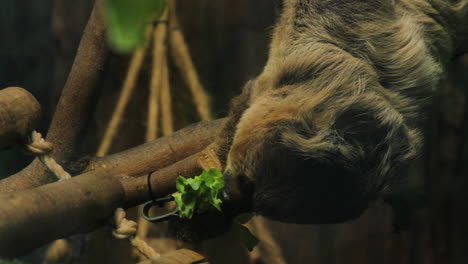 Cierre-Medio-De-Un-Perezoso-Comiendo-Lechuga,-Brasil