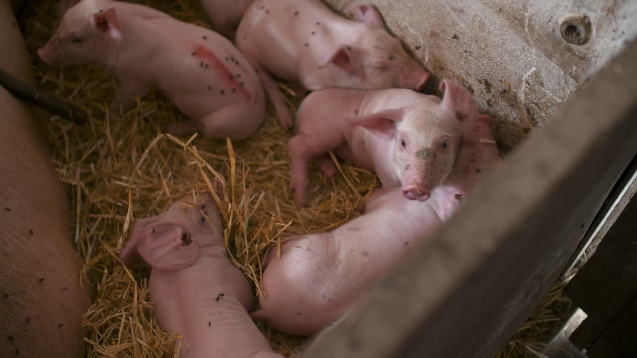 가축 농장의 돼지 돼지 사육 안정적인 10에서 어린 새끼 돼지