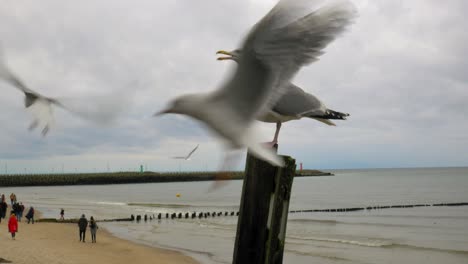 Seagull-standing-On-a-wooden-pile-At-Beach-while-other-birds-fly-around-it