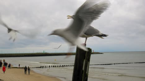 seagull standing on a wooden pile at beach while other birds fly around it