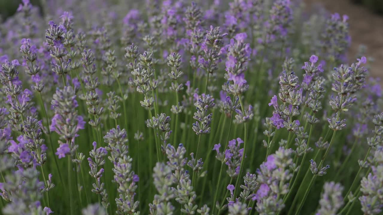 ラベンダーの花をクローズアップ