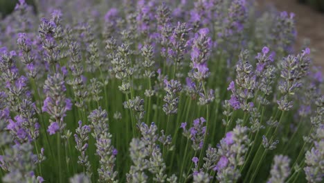 Lavendelblüten-Hautnah