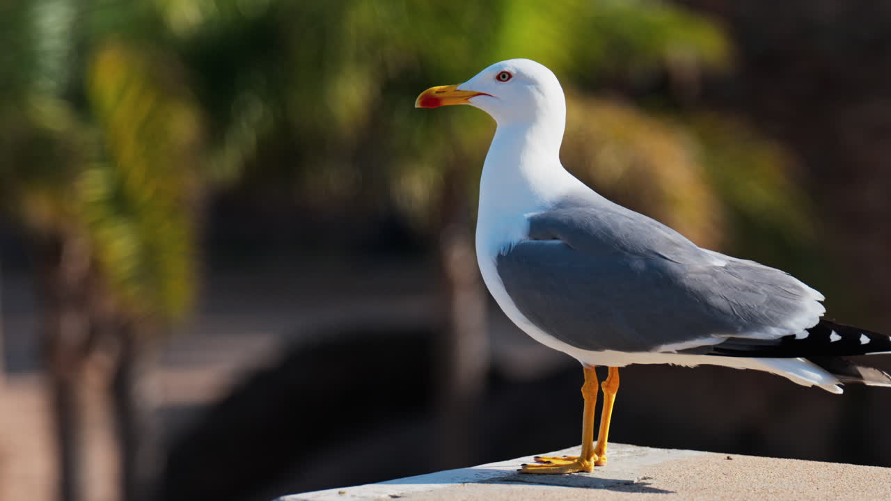 Close up of a seagull standing on a ledge with a blurred view of palm trees on a sunny day