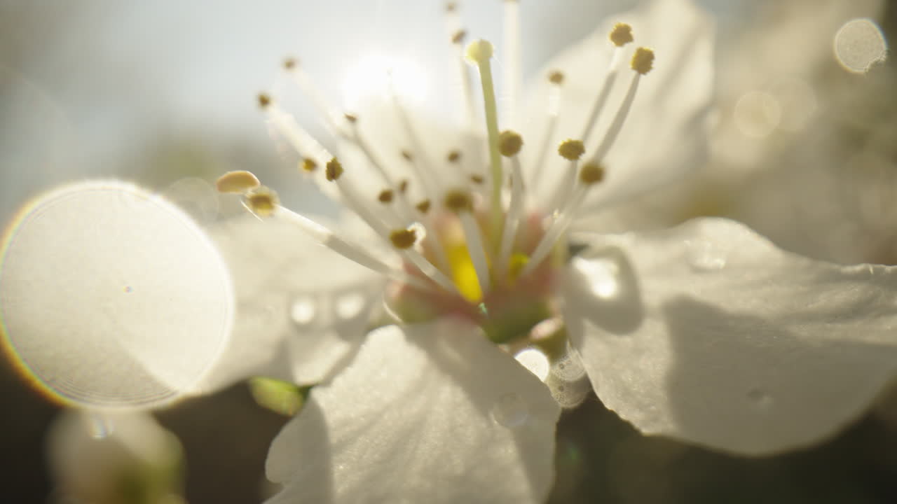 Primo piano di un fiore bianco alla luce del sole