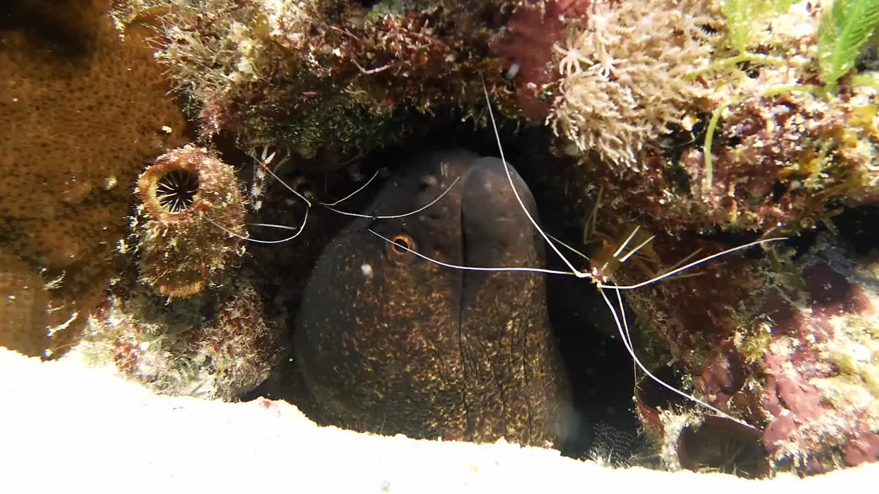 Moray eel and cleaner shrimps on coral reef in Mauritius Island