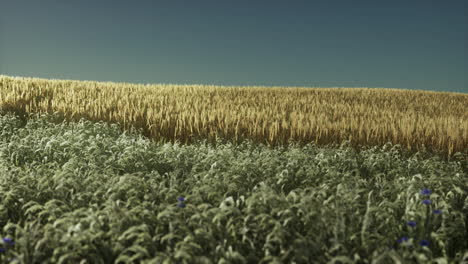 Campo-De-Trigo-Agrícola-Bajo-La-Puesta-De-Sol