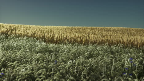 campo de trigo agrícola bajo la puesta del sol